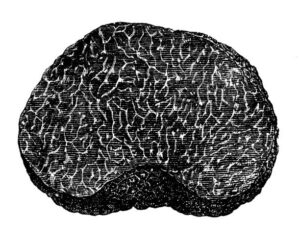 Antique botany illustration: Black truffle Antique botany illustration: Black truffle