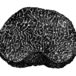 truffle-illustration