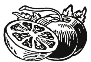 tomato vintage illustration of a tomato